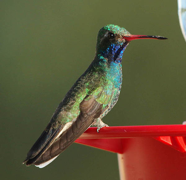  Broad-billed hummingbird (male)